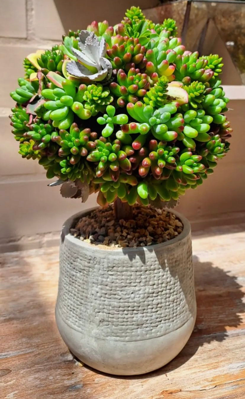 Maceta Milano Mediana